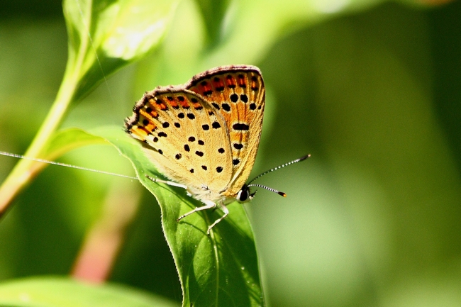 Parco del Ticino 27.6.12